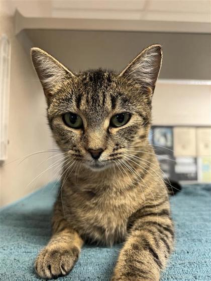 Manta Ray, an adoptable Domestic Short Hair in Hutchinson, KS, 67504 | Photo Image 1