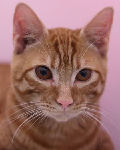 Julian, an adoptable Domestic Short Hair in Walla Walla, WA, 99362 | Photo Image 1