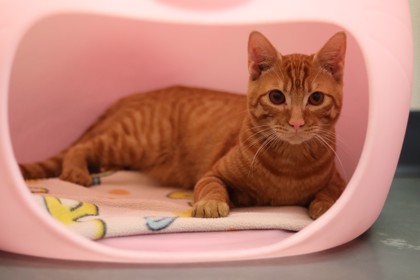 Julian, an adoptable Domestic Short Hair in Walla Walla, WA, 99362 | Photo Image 2