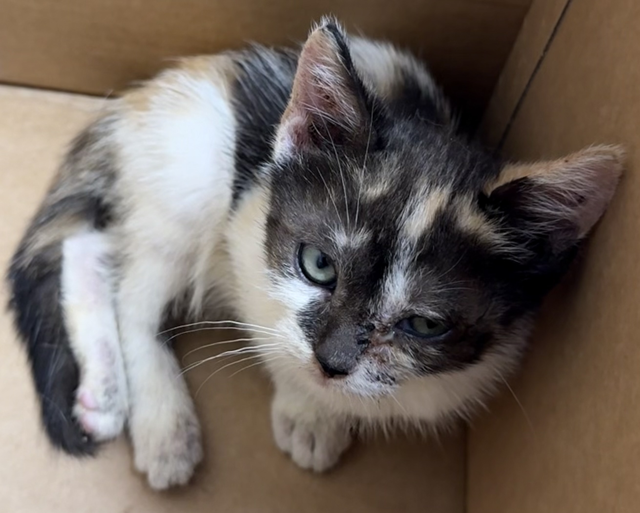 Cat for adoption Wilma, a Domestic Short Hair in West Chester, PA