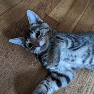 Langston Hughes, Young Male Domestic Short Hair