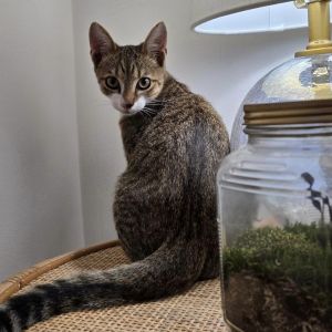 Merlin (paired with Arthur), Young Male Domestic Short Hair