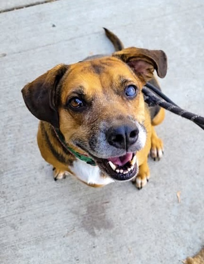 Faith, an adoptable Spaniel, Beagle in Morton Grove, IL, 60053 | Photo Image 1