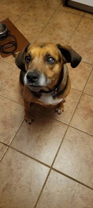 Faith, an adoptable Spaniel, Beagle in Morton Grove, IL, 60053 | Photo Image 2