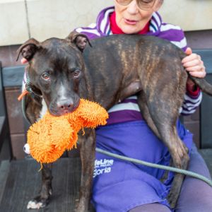 Mariah is a smart sassy and super sweet 18-month-old pittie mix whos been thriving in foster care