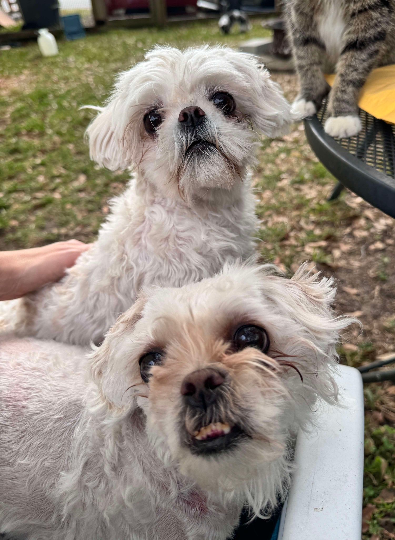 Peaches, an adoptable Pekingese in Mount Pleasant, SC, 29464 | Photo Image 1