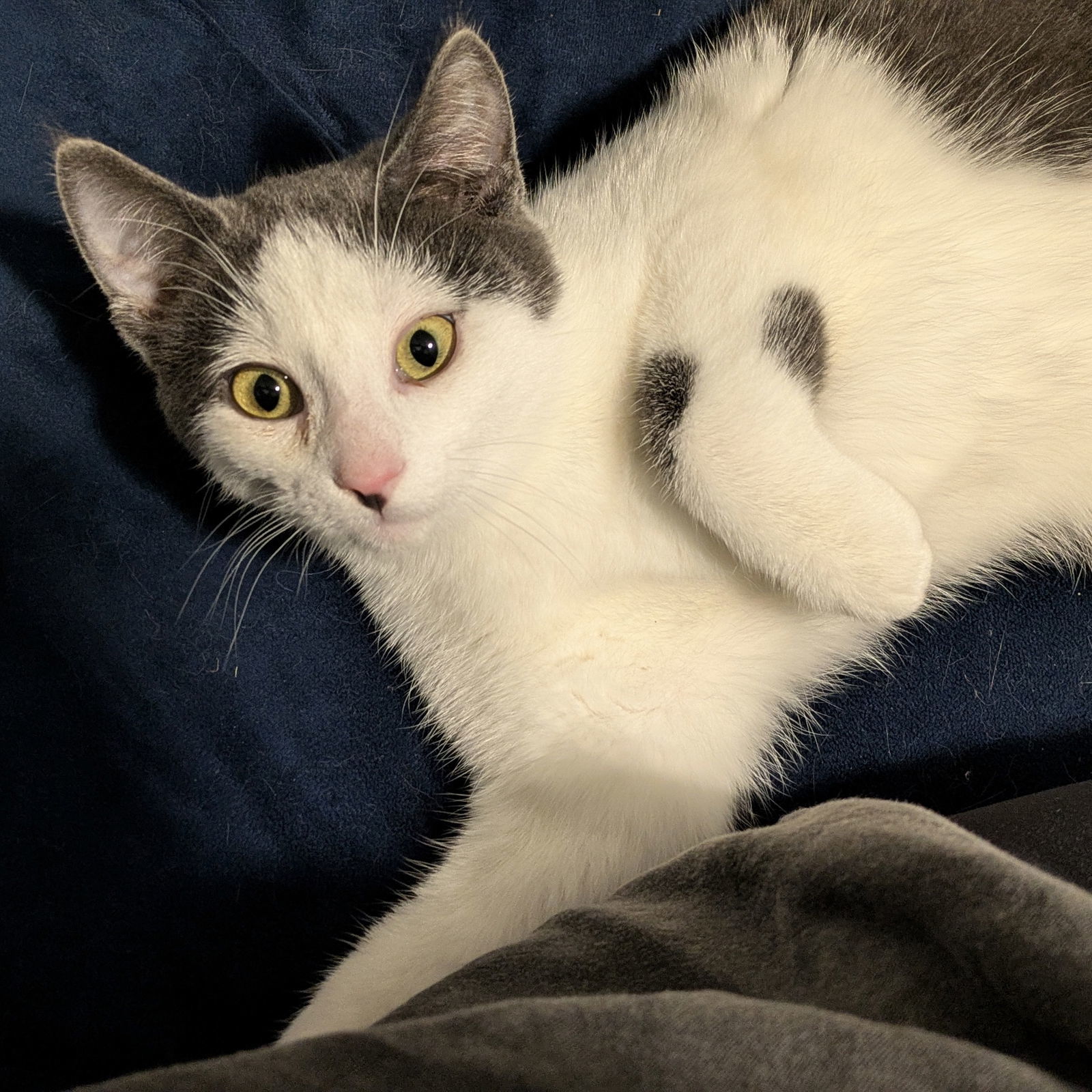 StopSign, an adoptable Domestic Short Hair in Duluth, MN, 55802 | Photo Image 1