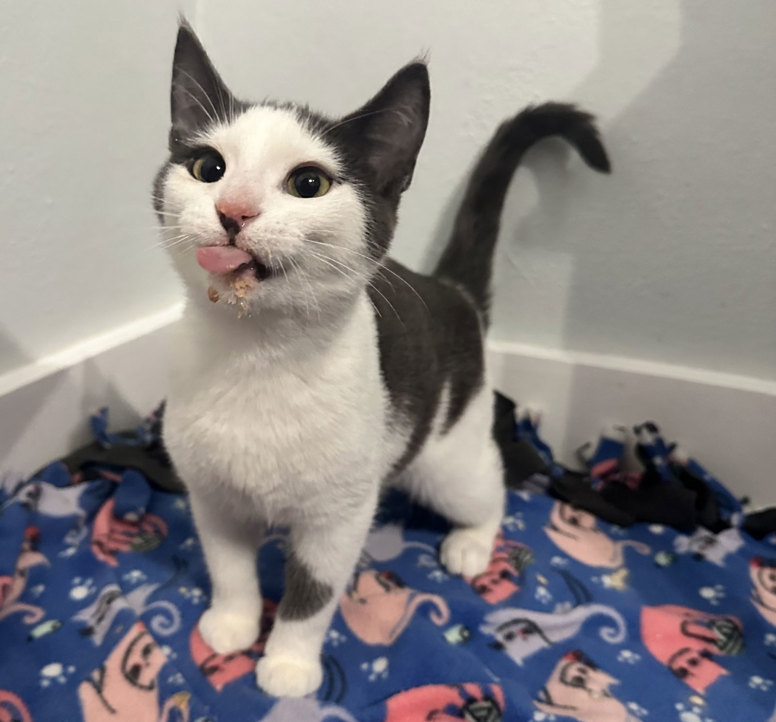 StopSign, an adoptable Domestic Short Hair in Duluth, MN, 55802 | Photo Image 3