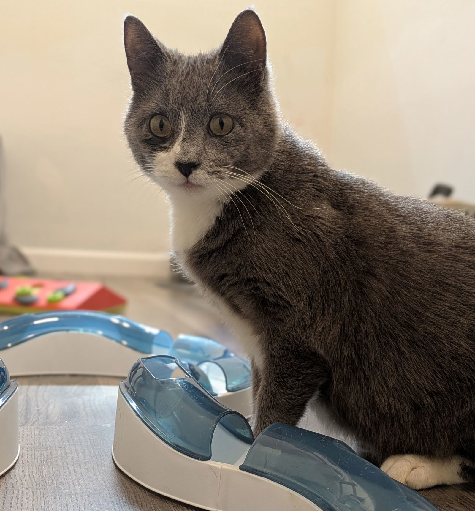 Kricket, an adoptable Domestic Short Hair in Duluth, MN, 55802 | Photo Image 1
