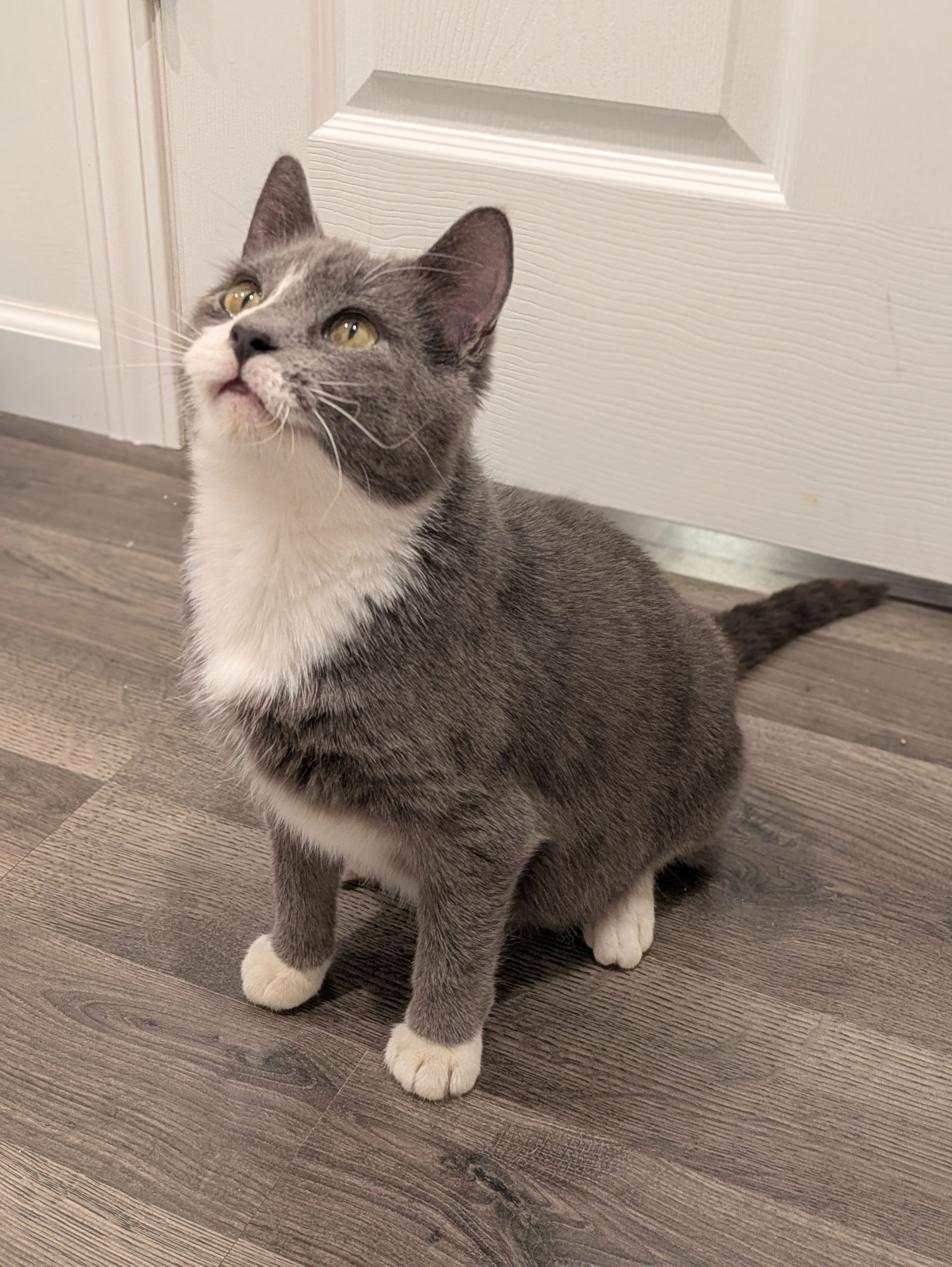 Kricket, an adoptable Domestic Short Hair in Duluth, MN, 55802 | Photo Image 2