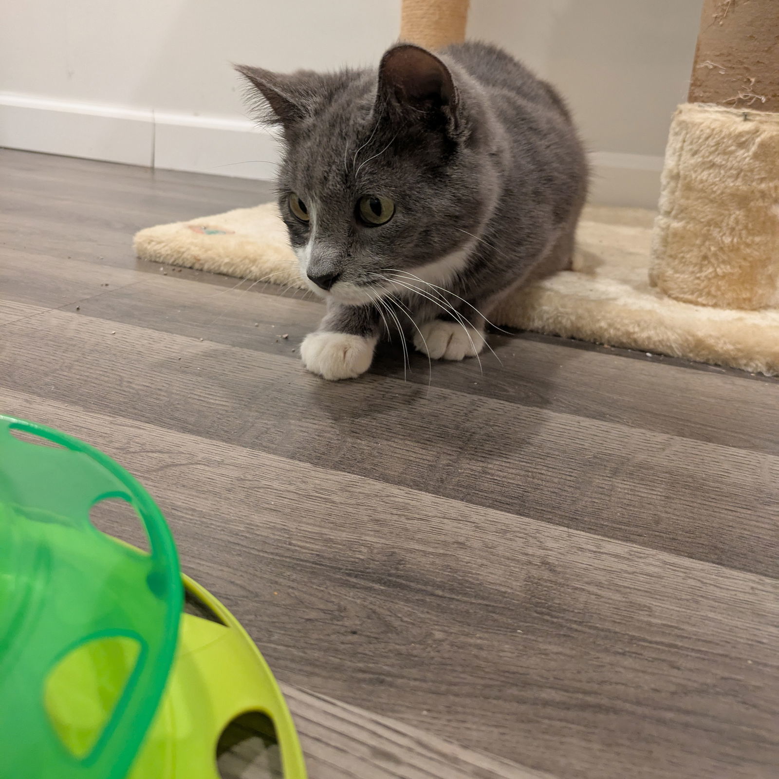 Kricket, an adoptable Domestic Short Hair in Duluth, MN, 55802 | Photo Image 3