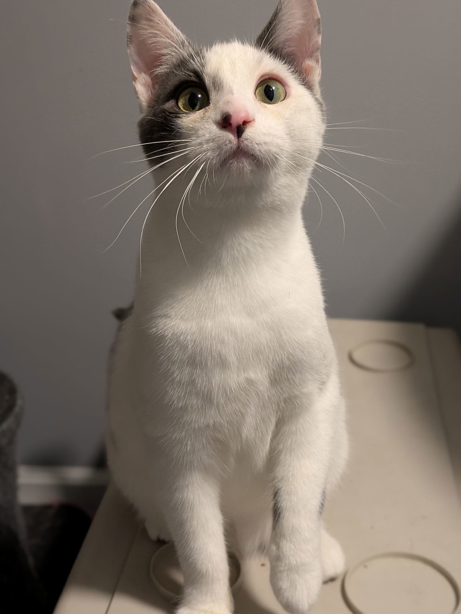 RestArea, an adoptable Domestic Short Hair in Duluth, MN, 55802 | Photo Image 1