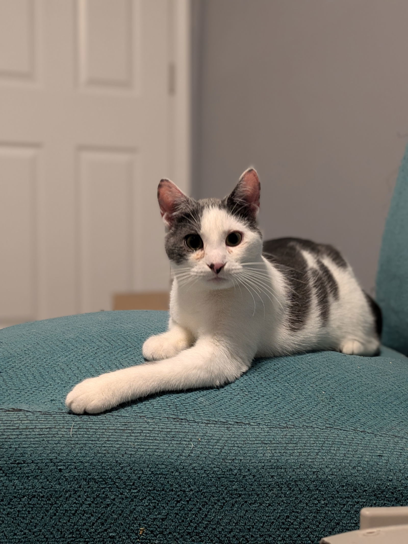 RestArea, an adoptable Domestic Short Hair in Duluth, MN, 55802 | Photo Image 2