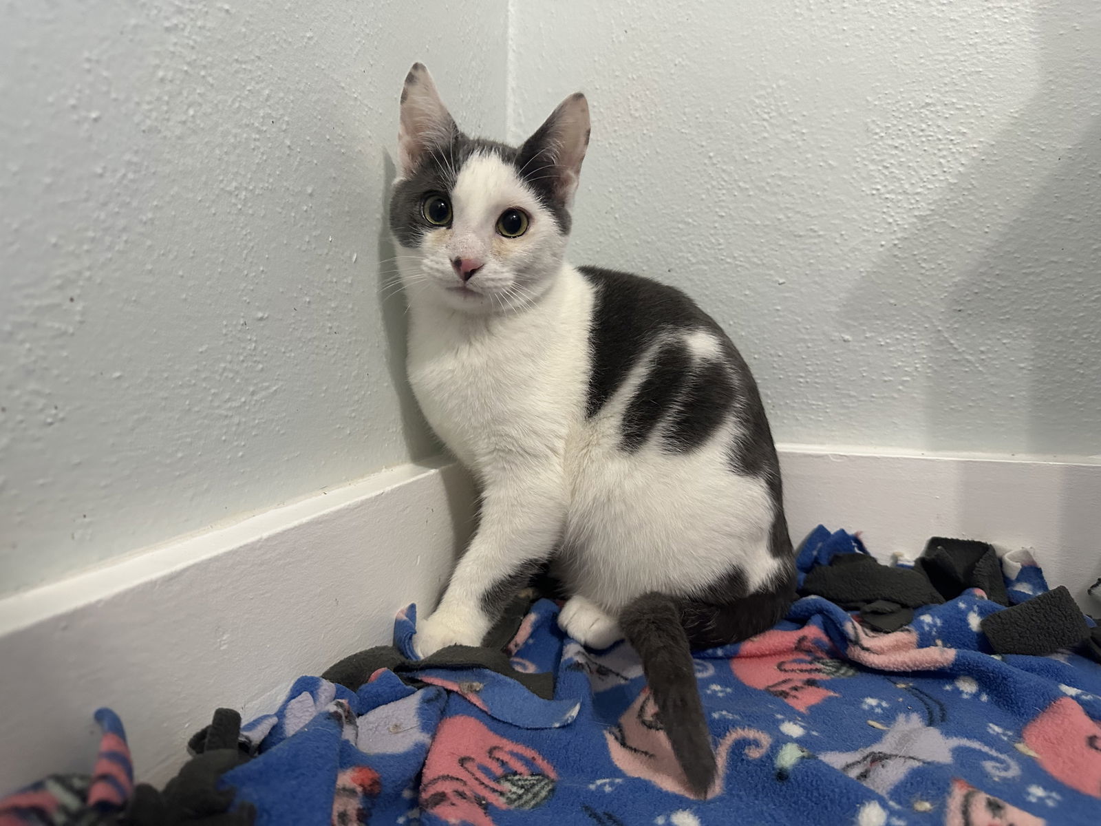 RestArea, an adoptable Domestic Short Hair in Duluth, MN, 55802 | Photo Image 3