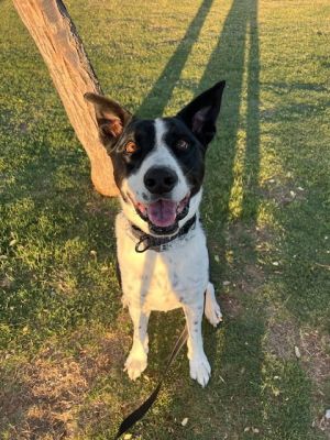 MOZZI, Young Male Cattle Dog