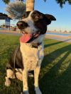 MOZZI photo 2