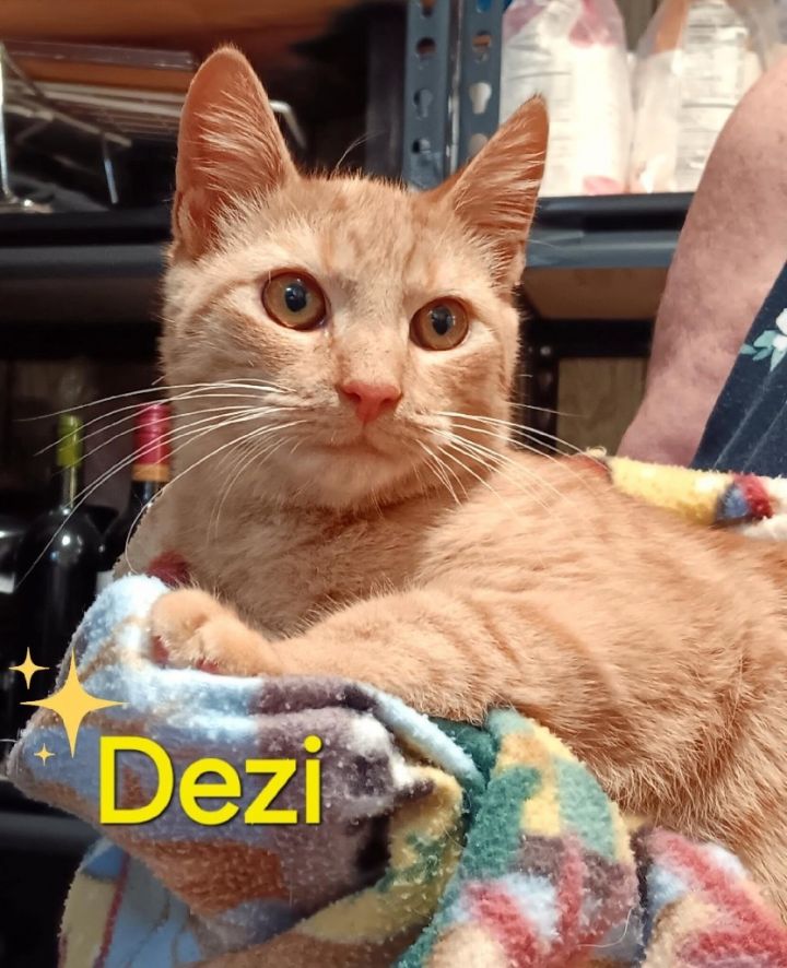 Dezi 2