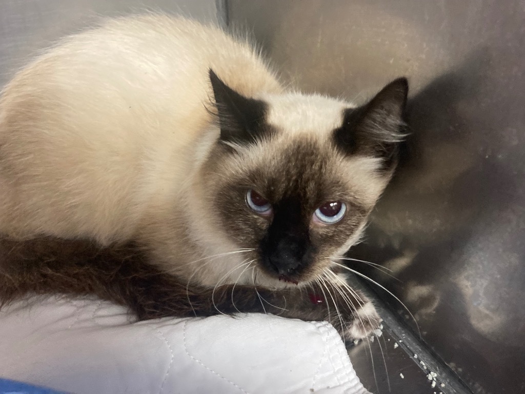 Stormy, an adoptable Birman in Wabash, IN, 46992 | Photo Image 1