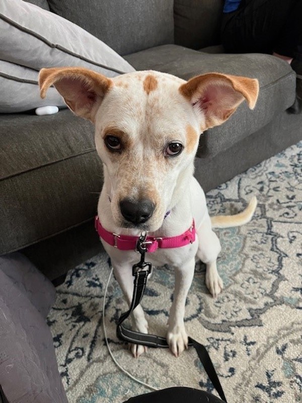 Sadie