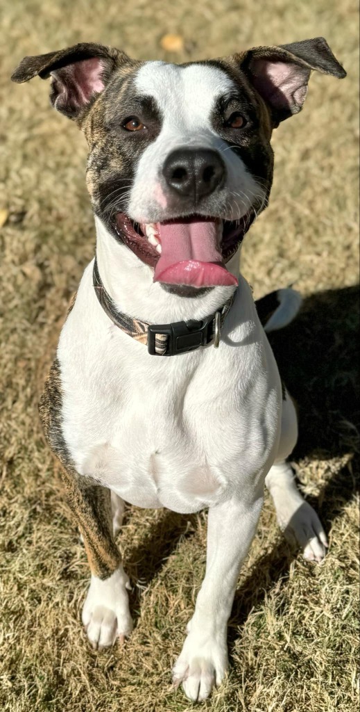 Bruiser, an adoptable Pit Bull Terrier in Great Bend, KS, 67530 | Photo Image 1