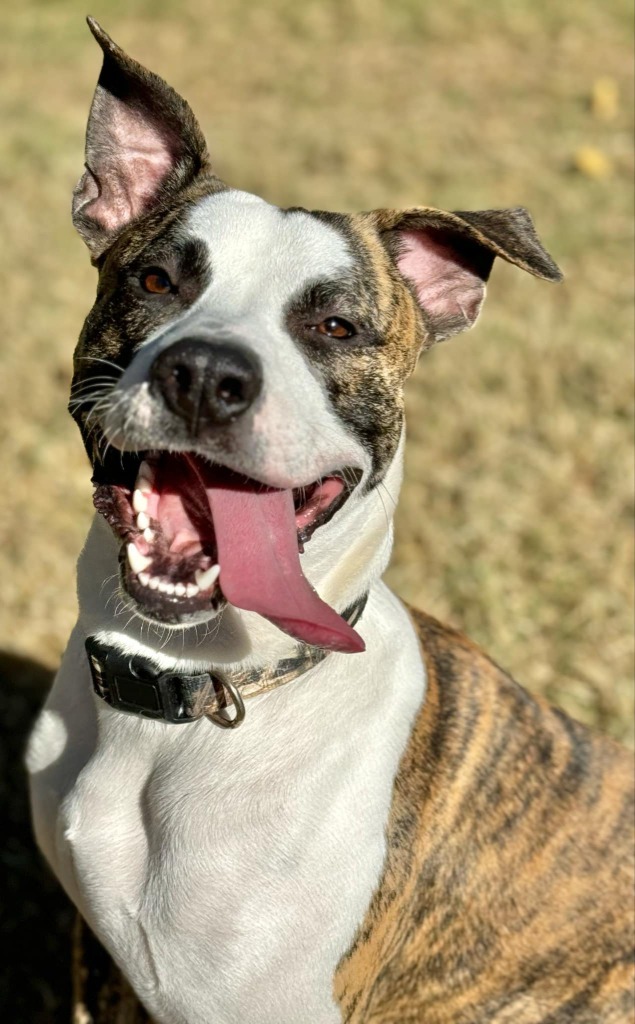 Bruiser, an adoptable Pit Bull Terrier in Great Bend, KS, 67530 | Photo Image 3