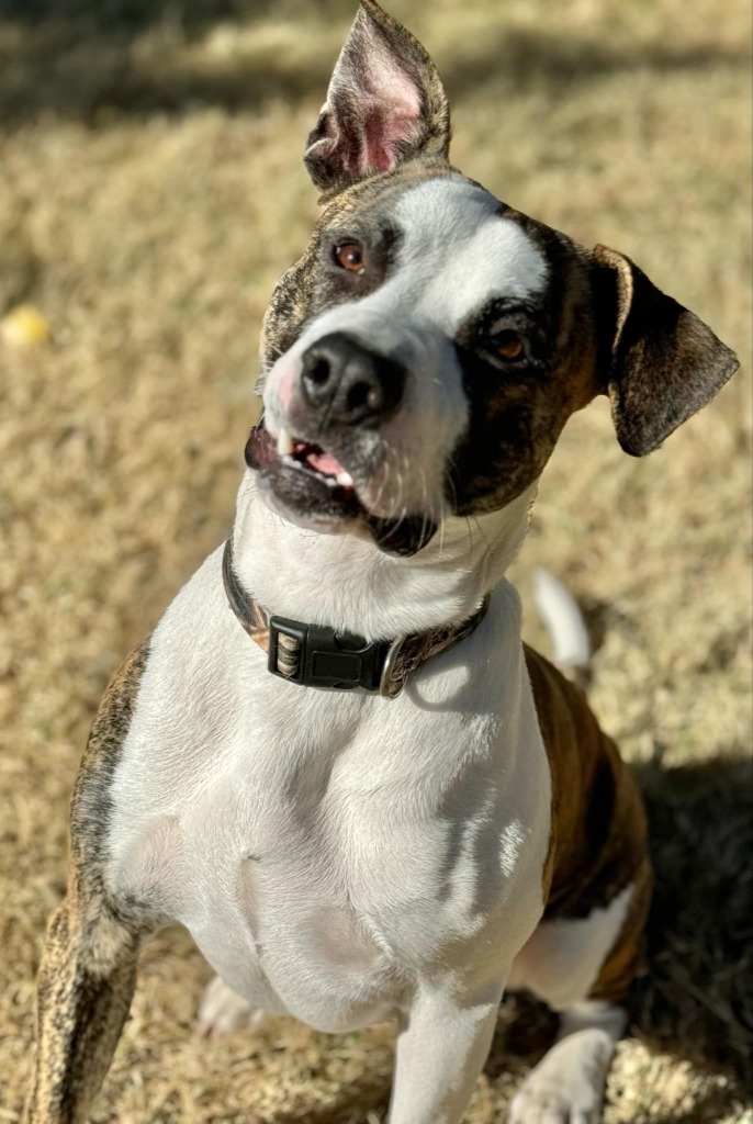 Bruiser, an adoptable Pit Bull Terrier in Great Bend, KS, 67530 | Photo Image 4