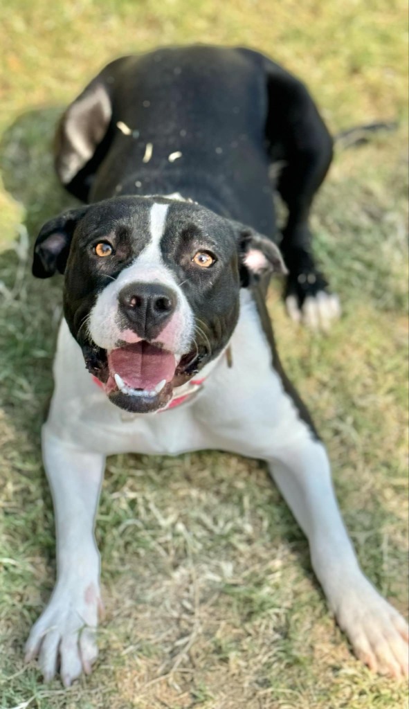 Layla, an adoptable Pit Bull Terrier in Great Bend, KS, 67530 | Photo Image 1