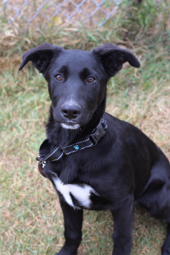 Twiggy, an adoptable German Shepherd Dog, Australian Cattle Dog / Blue Heeler in Bemidji, MN, 56601 | Photo Image 1