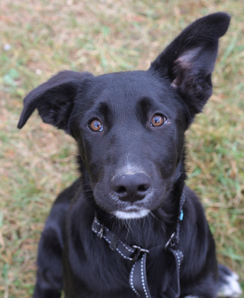 Twiggy, an adoptable German Shepherd Dog, Australian Cattle Dog / Blue Heeler in Bemidji, MN, 56601 | Photo Image 2