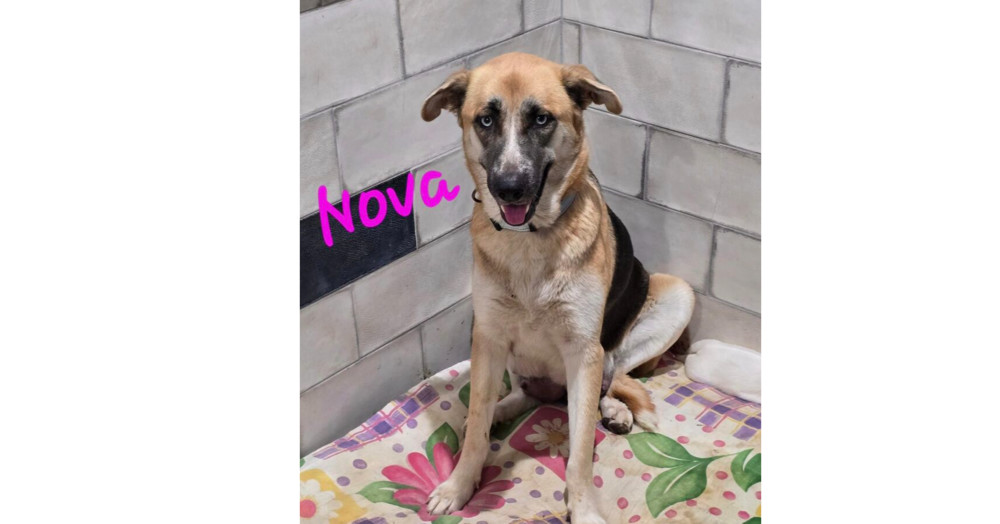 Nova