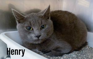 Cat for adoption - Henry, a Domestic Short Hair Mix in Clearfield, KY ...