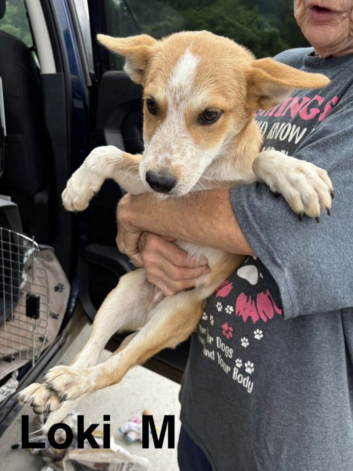 Dog for adoption Pancake, an Australian Cattle Dog / Blue Heeler Mix