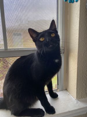 Louis, Young Male Domestic Short Hair