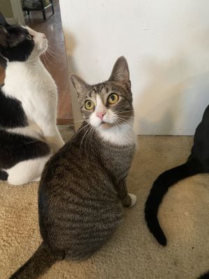 Nadja, Young Female Tabby