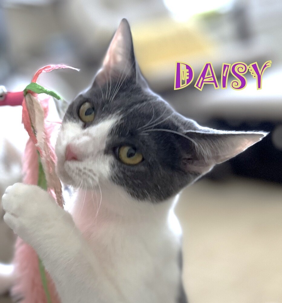 Daisy