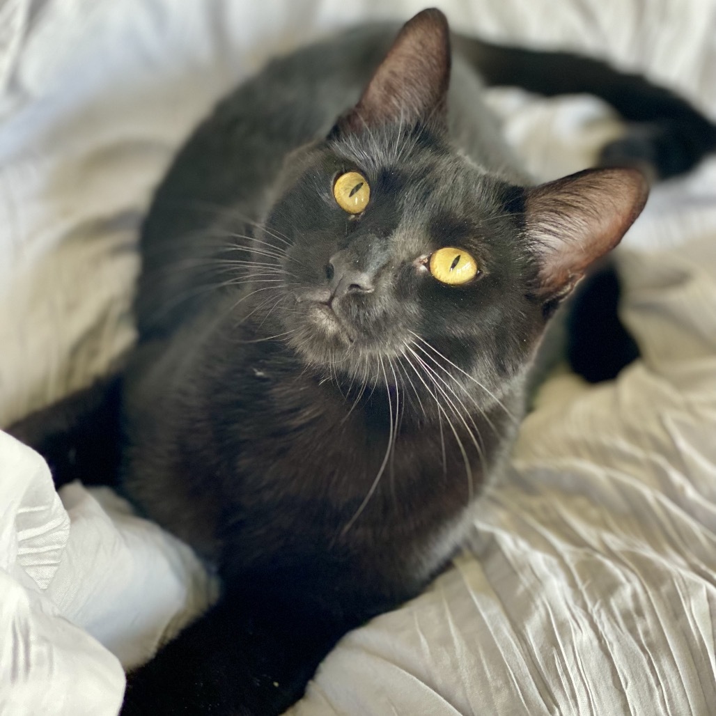Parcheesi, an adoptable Domestic Short Hair in Decorah, IA, 52101 | Photo Image 1