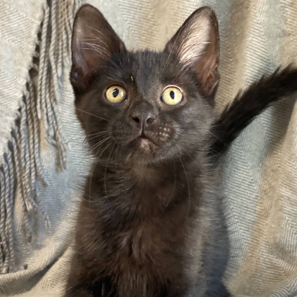 Parcheesi, an adoptable Domestic Short Hair in Decorah, IA, 52101 | Photo Image 2