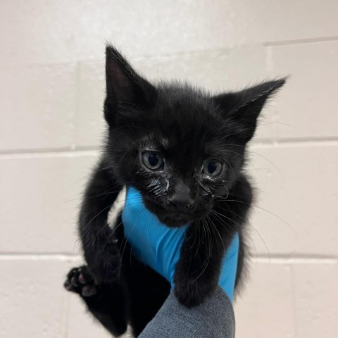 Oars, an adoptable Domestic Medium Hair in Reno, NV, 89502 | Photo Image 2