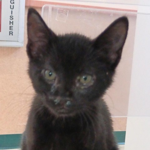 Sailboat, an adoptable Domestic Medium Hair in Reno, NV, 89502 | Photo Image 1