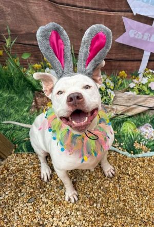 Russia, Senior Female American Bulldog
