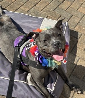 Katherine, Adult Female Pit Bull Terrier