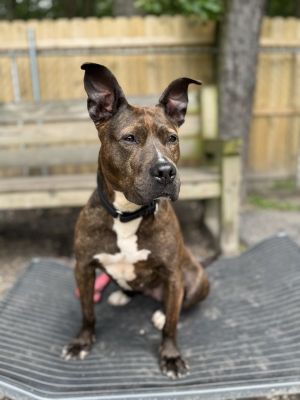 Fudge, Adult Female Terrier