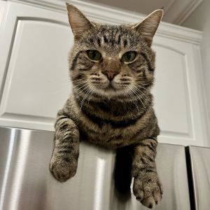 Bowzer is one of the friendliest laidback boys weve ever met He was brought to FFF as part of a