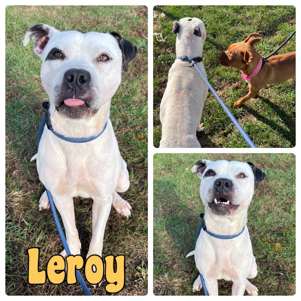 Leroy- SPONSORED
