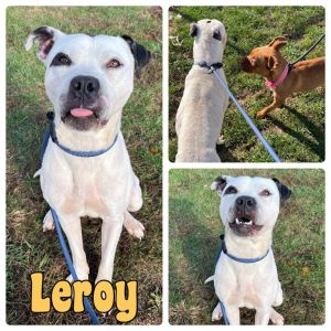 Leroy- SPONSORED