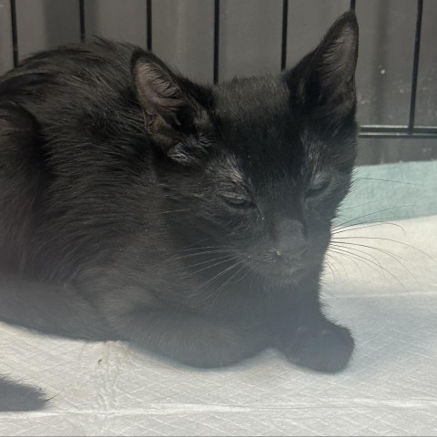 Loki, an adoptable Domestic Short Hair in Midland, TX, 79707 | Photo Image 1