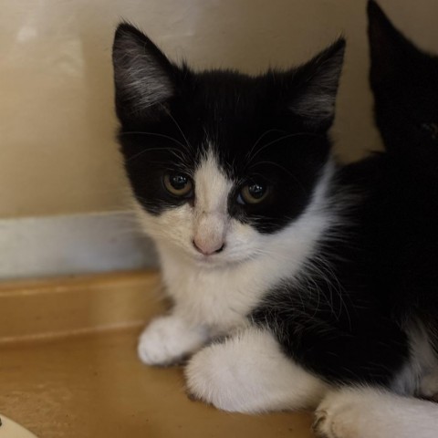 Pinky, an adoptable Domestic Medium Hair in Midland, TX, 79707 | Photo Image 1