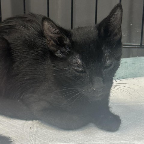 Pierre, an adoptable Domestic Medium Hair in Midland, TX, 79707 | Photo Image 1