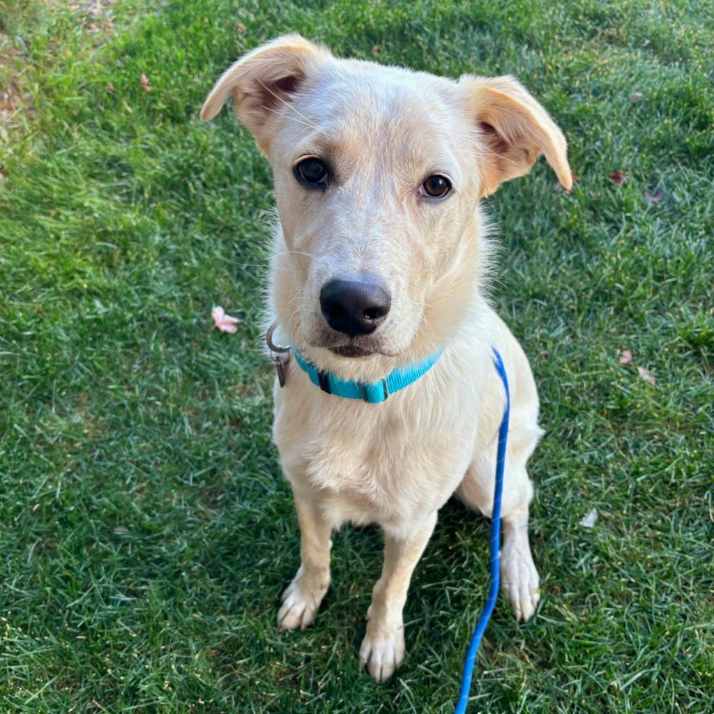 Dash, an adoptable Mixed Breed in Great Falls, MT, 59404 | Photo Image 1