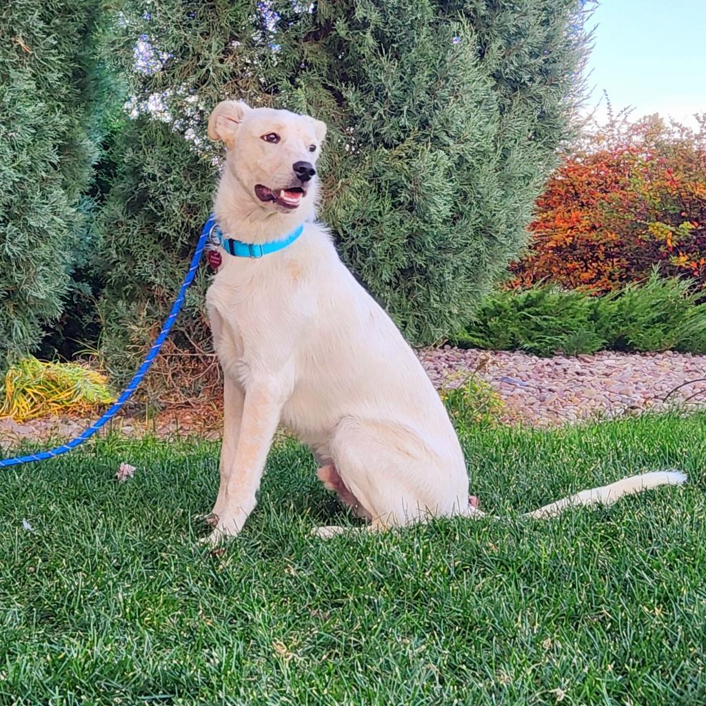 Dash, an adoptable Mixed Breed in Great Falls, MT, 59404 | Photo Image 3